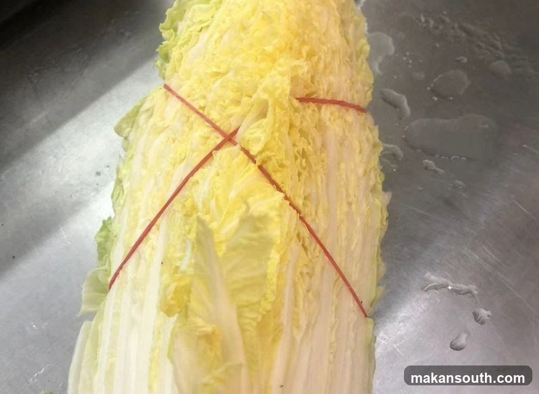 Napa Cabbage Secured with Rubber Bands