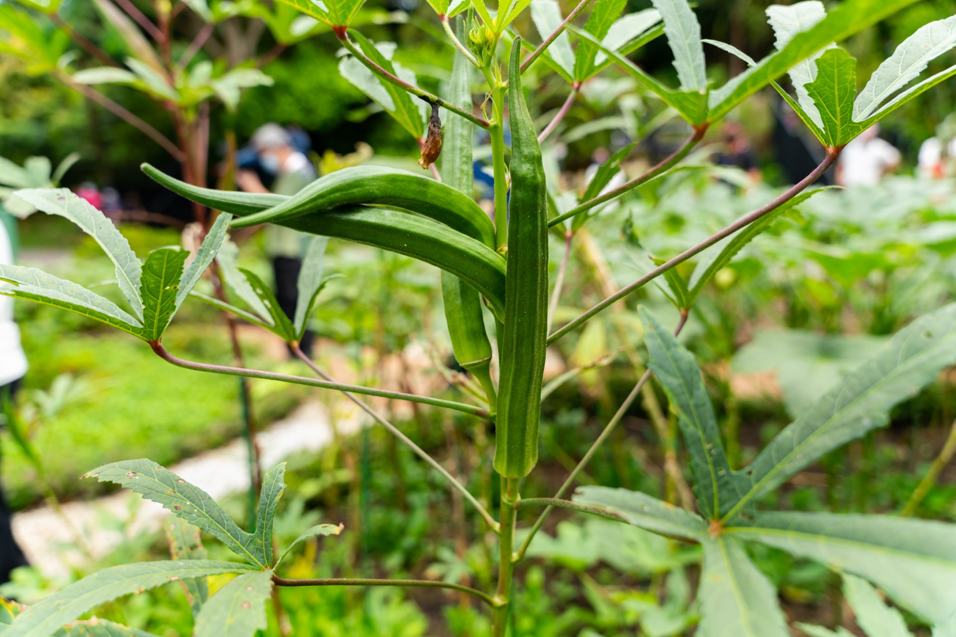 Okra in HortPark edible garden during a Gardeners' Day Out tour