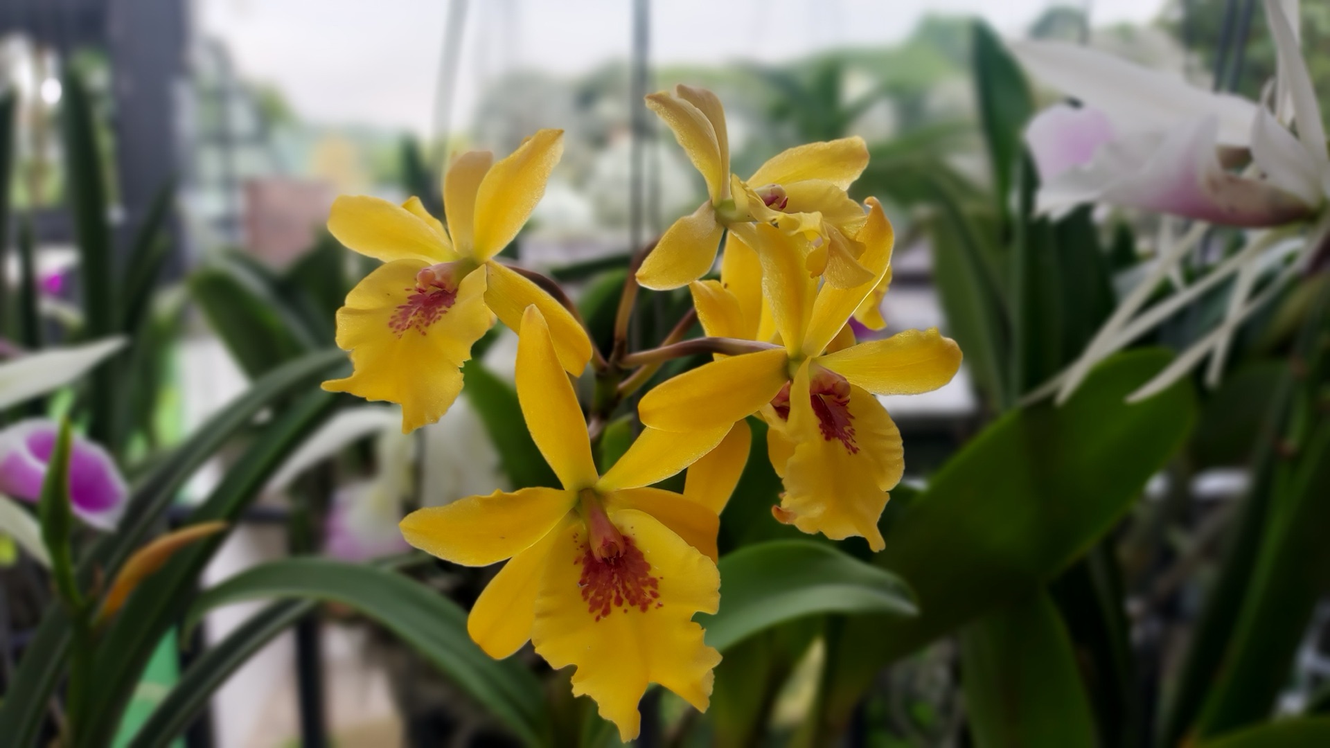 Orchids on display at HortPark, the usual Gardeners' Day Out garden tour stop